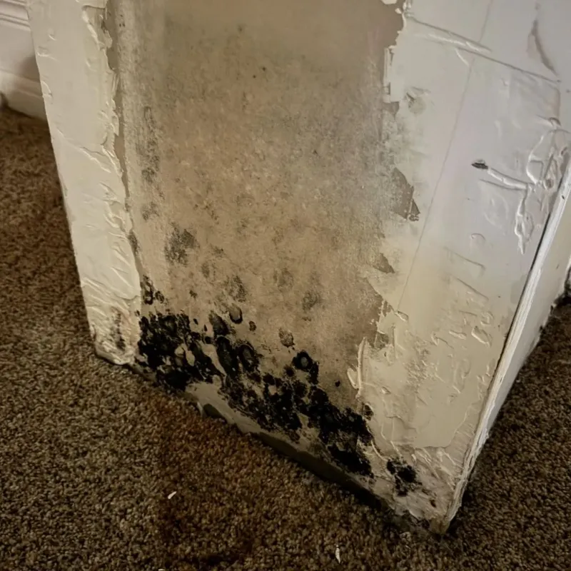 Professional Mold Removal in Talladega County, AL